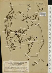 Vaccinium oxycoccos L., Eastern Europe, Volga-Kama region (E7) (Russia)