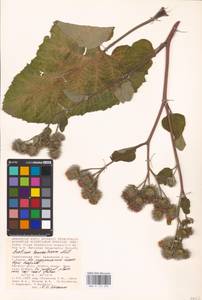 Arctium tomentosum Mill., Eastern Europe, Lower Volga region (E9) (Russia)