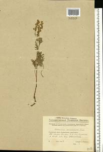 Artemisia armeniaca Lam., Eastern Europe, Middle Volga region (E8) (Russia)
