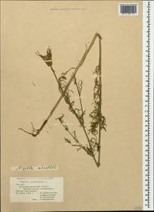 Nigella orientalis L., Caucasus, Georgia (K4) (Georgia)