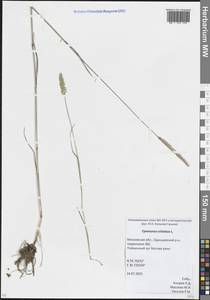 Cynosurus cristatus L., Eastern Europe, Moscow region (E4a) (Russia)