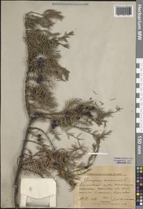 Juniperus communis L., Eastern Europe, Central forest region (E5) (Russia)