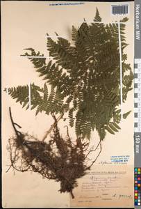 Diplazium sibiricum (Turcz. ex Kunze) Sa.Kurata, Siberia, Russian Far East (S6) (Russia)