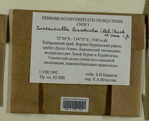 Iwatsukiella leucotricha (Mitt.) W.R. Buck & H.A. Crum, Bryophytes, Bryophytes - Russian Far East (excl. Chukotka & Kamchatka) (B20) (Russia)