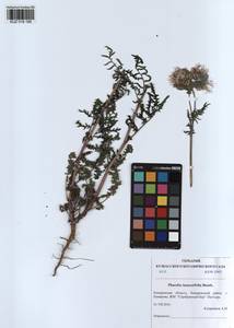 KUZ 018 195, Phacelia tanacetifolia Benth., Siberia, Altai & Sayany Mountains (S2) (Russia)