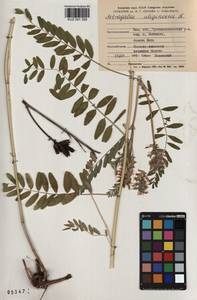 KUZ 001 359, Astragalus uliginosus L., Siberia, Altai & Sayany Mountains (S2) (Russia)