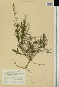 Reseda lutea L., Eastern Europe, North Ukrainian region (E11) (Ukraine)