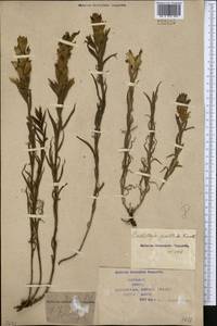 Castilleja pallida (L.) Kunth, Middle Asia, Syr-Darian deserts & Kyzylkum (M7) (Kazakhstan)