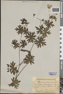 Geranium sanguineum L., Caucasus, Krasnodar Krai & Adygea (K1a) (Russia)