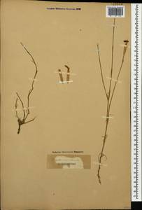 Dianthus crinitus Sm., Caucasus (no precise locality) (K0)