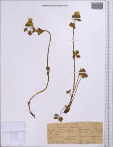 Potentilla crantzii subsp. gelida (C.A.Mey.) Soják, Middle Asia, Western Tian Shan & Karatau (M3) (Kazakhstan)