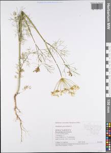 Anethum graveolens L., Eastern Europe, Central region (E4) (Russia)