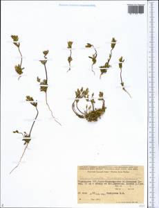 Lomatogonium brachyantherum (C. B. Cl.) Fern., Middle Asia, Pamir & Pamiro-Alai (M2) (Tajikistan)