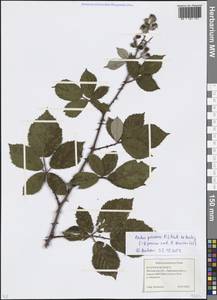 Rubus procerus P. J. Müll. ex Boulay, Eastern Europe, Moscow region (E4a) (Russia)