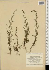 Artemisia scoparia Waldst. & Kit., Caucasus, Stavropol Krai, Karachay-Cherkessia & Kabardino-Balkaria (K1b) (Russia)