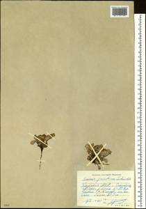 Tephroseris jacutica (Schischk.) Holub, Siberia, Yakutia (S5) (Russia)