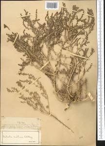 Soda acutifolia (Bunge) Mosyakin, Freitag & Rilke, Middle Asia, Muyunkumy, Balkhash & Betpak-Dala (M9) (Kazakhstan)