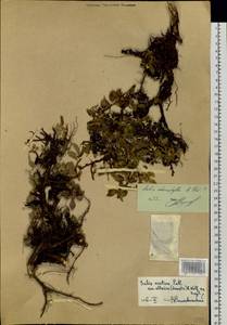 Salix sphenophylla A. K. Skvortsov, Siberia (no precise locality) (S0) (Russia)