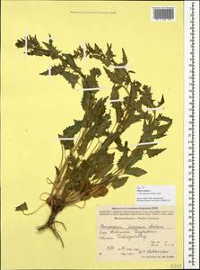 Blitum virgatum subsp. virgatum, Caucasus, Dagestan (K2) (Russia)