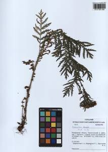 Tanacetum vulgare subsp. vulgare, Siberia, Altai & Sayany Mountains (S2) (Russia)