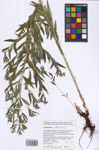 Lithospermum officinale L., Eastern Europe, Lower Volga region (E9) (Russia)