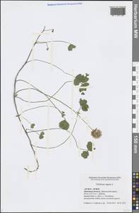 Trifolium repens L., Eastern Europe, Central forest-and-steppe region (E6) (Russia)