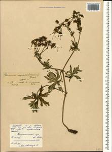 Geranium ruprechtii (Woronow) Grossh., Caucasus, North Ossetia, Ingushetia & Chechnya (K1c) (Russia)