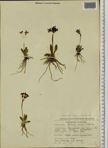 Primula eximia Greene, Siberia, Chukotka & Kamchatka (S7) (Russia)