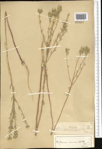 Berteroa incana (L.) DC., Middle Asia, Muyunkumy, Balkhash & Betpak-Dala (M9) (Kazakhstan)