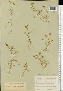 Ranunculus trichophyllus Chaix, Eastern Europe, Moscow region (E4a) (Russia)