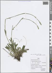 Silene chlorantha (Willd.) Ehrh., Eastern Europe, Volga-Kama region (E7) (Russia)
