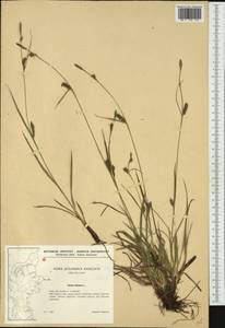 Carex distans L., Western Europe (EUR) (Denmark)