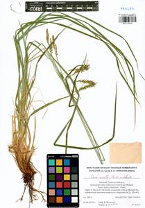 Carex arnellii Christ ex Scheutz, Siberia, Altai & Sayany Mountains (S2) (Russia)