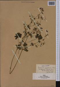 Geranium pyrenaicum Burm. f., Western Europe (EUR) (France)