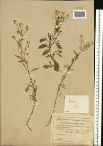 Rorippa anceps (Wahlenb.) Rchb., Eastern Europe, Central forest region (E5) (Russia)