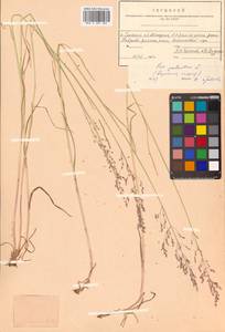 Poa palustris L., Siberia, Russian Far East (S6) (Russia)