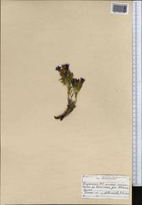 Gentiana, Middle Asia, Northern & Central Tian Shan (M4) (Kazakhstan)