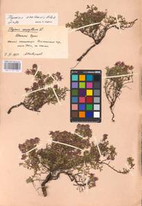 MHA 0 157 760, Thymus talijevii subsp. talijevii, Eastern Europe, Eastern region (E10) (Russia)