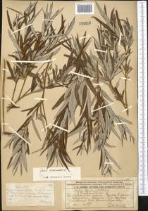 Salix viminalis L., Middle Asia, Muyunkumy, Balkhash & Betpak-Dala (M9) (Kazakhstan)