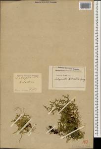 Lycopodioides helvetica (L.) Kuntze, Caucasus, Georgia (K4) (Georgia)