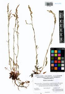 Rumex acetosella L., Siberia, Baikal & Transbaikal region (S4) (Russia)