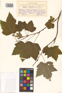 Ribes latifolium Jancz., Siberia, Russian Far East (S6) (Russia)