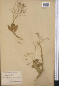 Gypsophila, Middle Asia, Caspian Ustyurt & Northern Aralia (M8) (Kazakhstan)