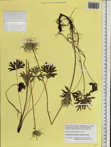 Pulsatilla patens subsp. flavescens (Zucc.) Zämelis, Siberia, Baikal & Transbaikal region (S4) (Russia)