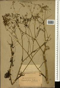 Chaerophyllum bulbosum L., Caucasus, Dagestan (K2) (Russia)