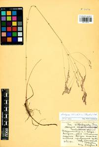 Arctopoa schischkinii (Tzvelev) Prob., Siberia, Baikal & Transbaikal region (S4) (Russia)