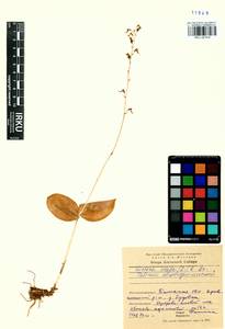 Neottia ovata (L.) Bluff & Fingerh., Siberia, Western Siberia (S1) (Russia)