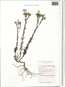 Linum hirsutum subsp. hirsutum, Caucasus, Black Sea Shore (from Novorossiysk to Adler) (K3) (Russia)