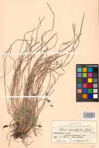 Carex montana L., Eastern Europe, Moscow region (E4a) (Russia)