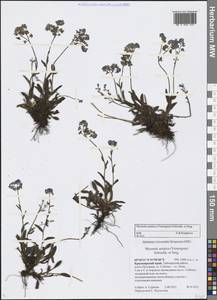 Myosotis asiatica (Vestergr. ex Hultén) Schischk. & Serg., Siberia, Central Siberia (S3) (Russia)